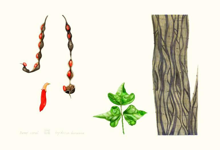 770x526 Erythrina Humeana