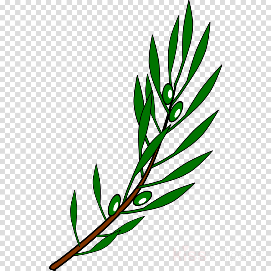 900x900 Leaf, Tree, Transparent Png Image Clipart Free Download