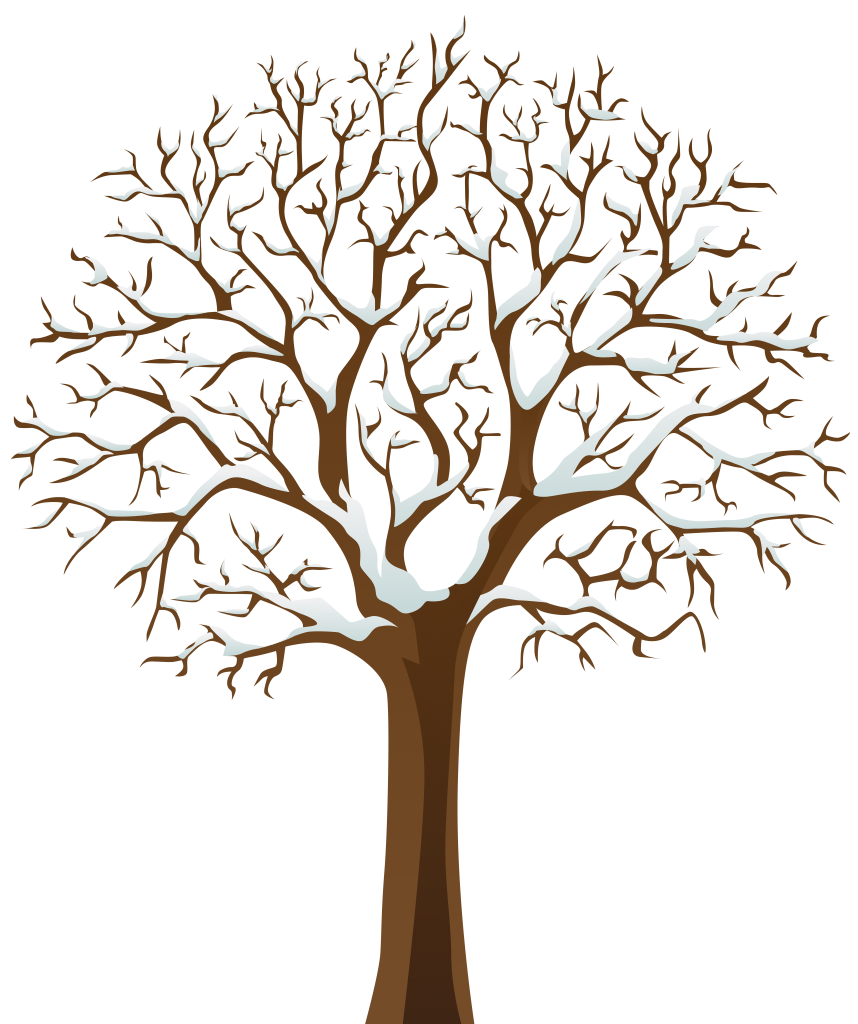 858x1024 Tree Branch Drawing