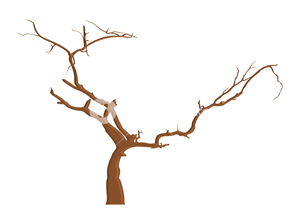 1000x750 Dead Tree Branches Drawing Royalty Free Stock Image