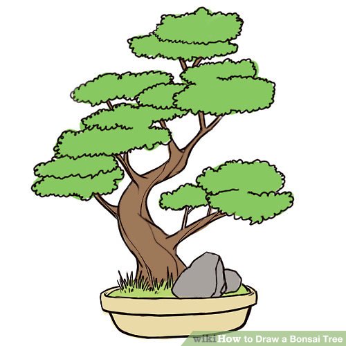 500x500 How To Draw A Bonsai Tree Steps
