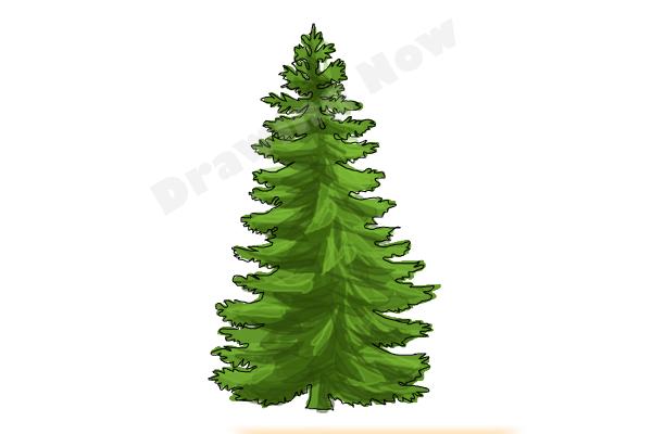 600x400 How To Draw A Pine Tree