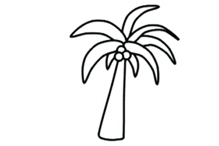 750x500 Palm Drawing Image Palm Tree Drawing Png