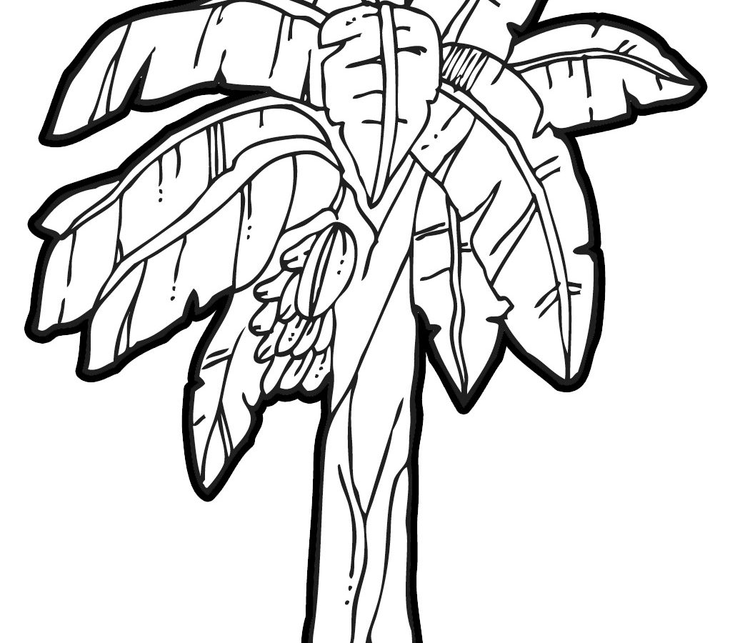 1029x900 Banana Tree Drawing Step