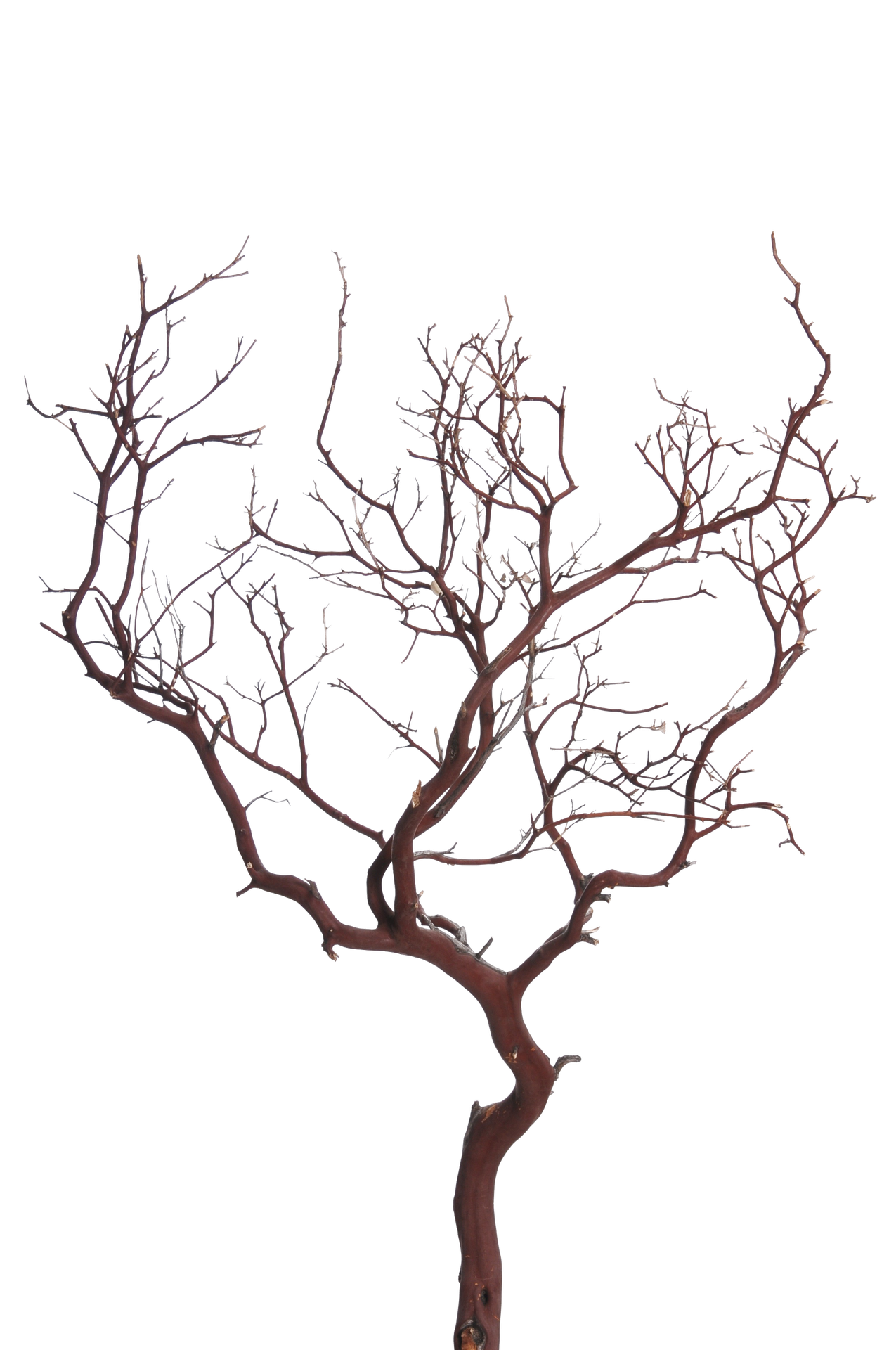 1275x1920 Collection Of Free Books Drawing Tree Download On Ui Ex