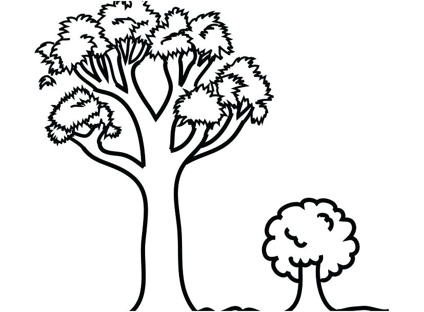 827x609 Palm Trees Coloring Pages Printable Tree Coloring