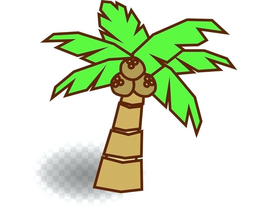 900x720 Drawing Of Coconut