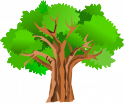 250x208 Download White Oak Tree Drawing Clipart Free Clip Art Images