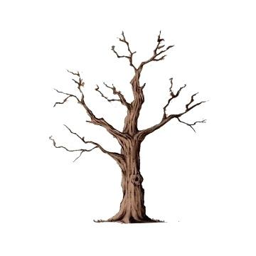 360x360 Tree Outline Outline Of A Tree Design For Outline Image Of Tree