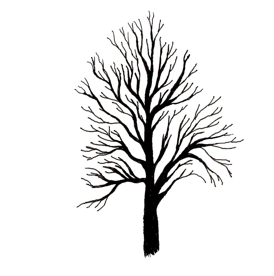 893x900 A Tree Drawing