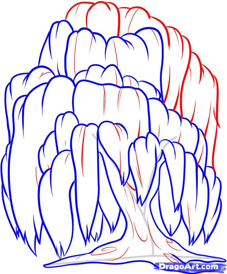 734x887 how to draw a willow tree, weeping willow, step