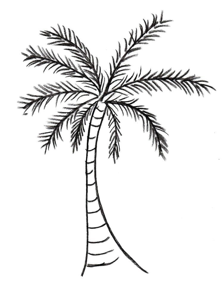 749x984 Palm Trees Drawings Tagged Palm Tree Line Drawing Palm Tree