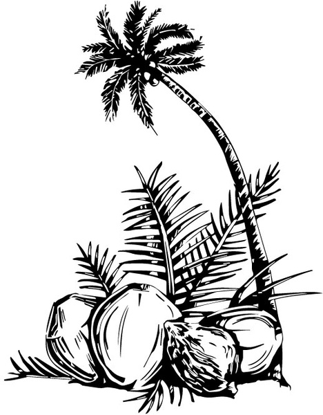 468x600 Coconut Tree Vector Free Vector In Adobe Illustrator