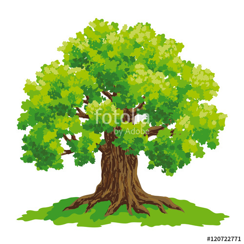 500x500 Oak Tree