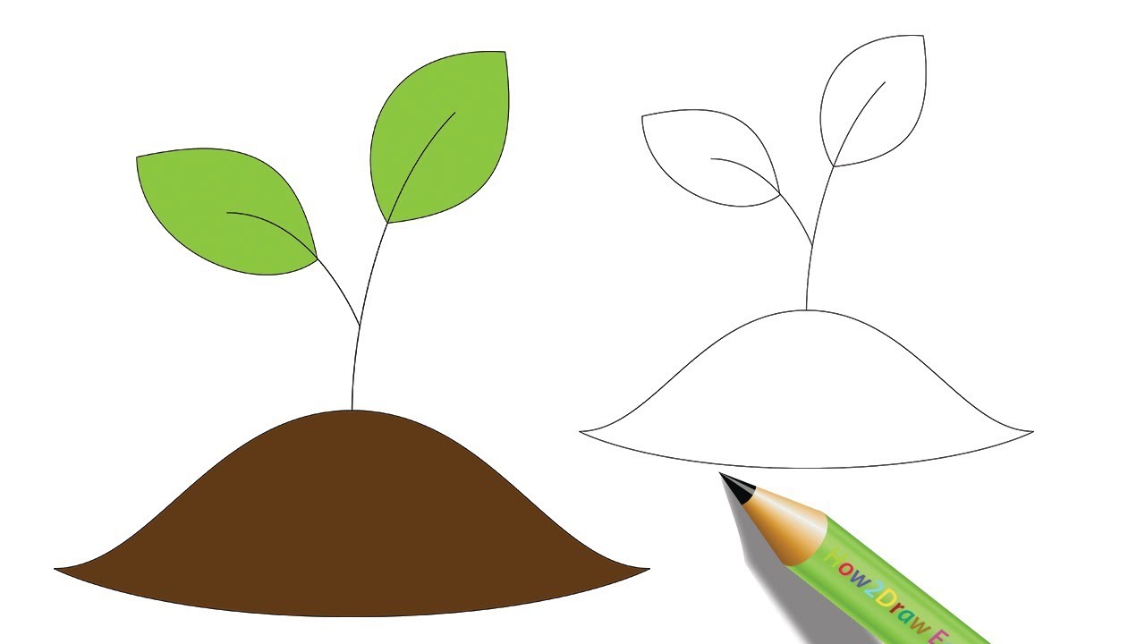 1280x720 How To Draw A Seedling Tree Easy Drawing
