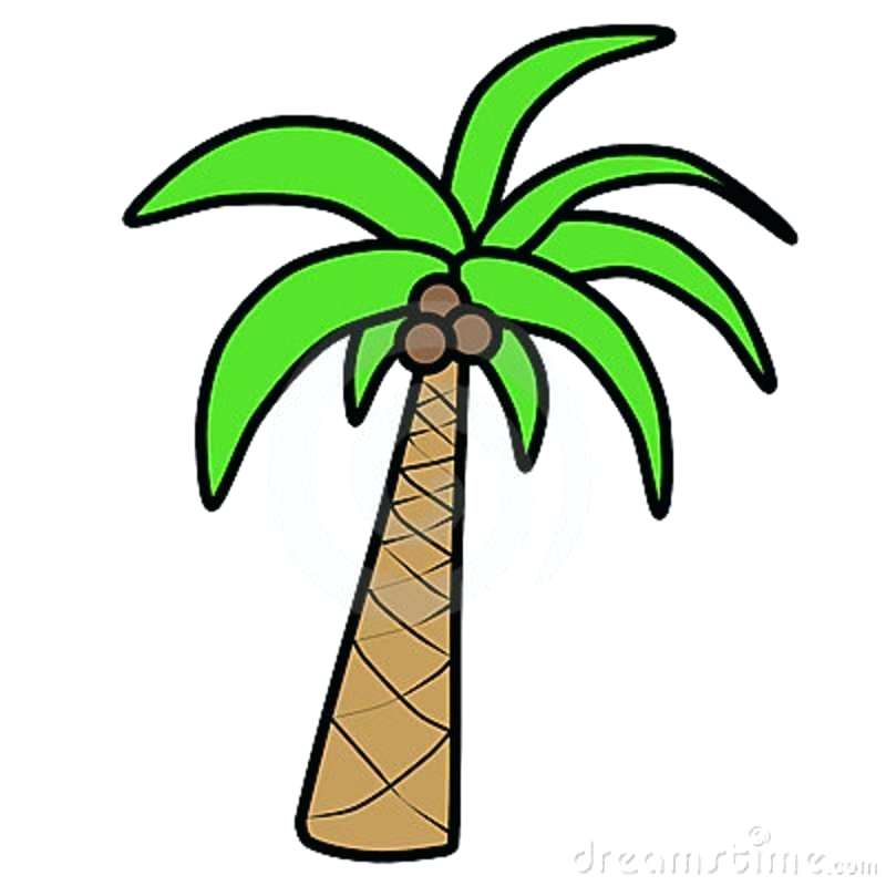 800x800 Palm Tree Easy Drawing How To Draw Palm Trees Step Palm Tree
