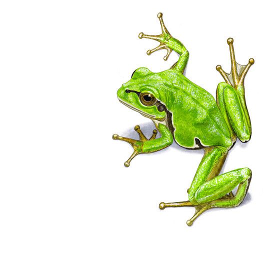 560x560 Green Tree Frog Drawing