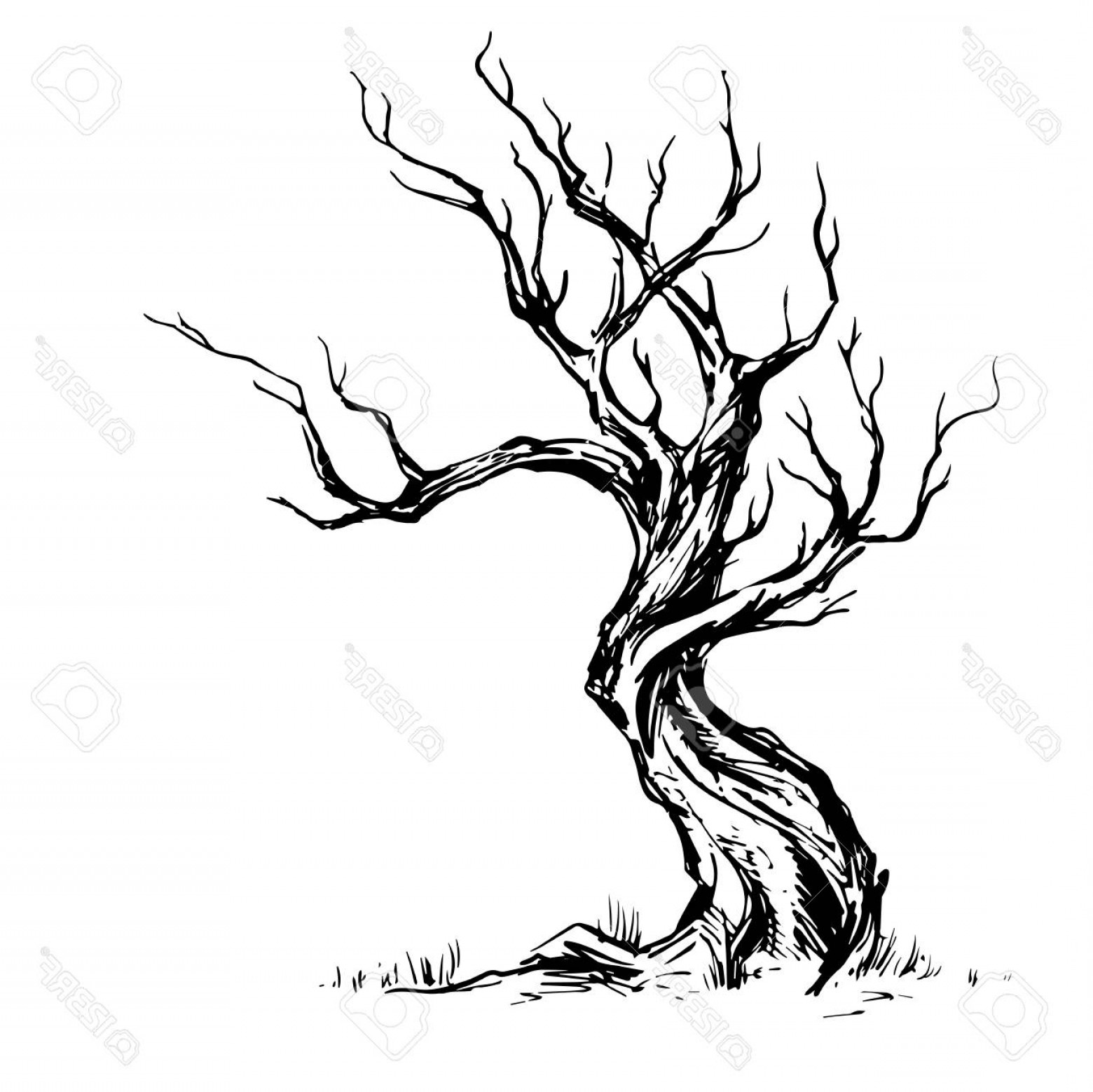 1560x1558 Photostock Vector Hand Sketched Illustration Of Old Crooked Tree