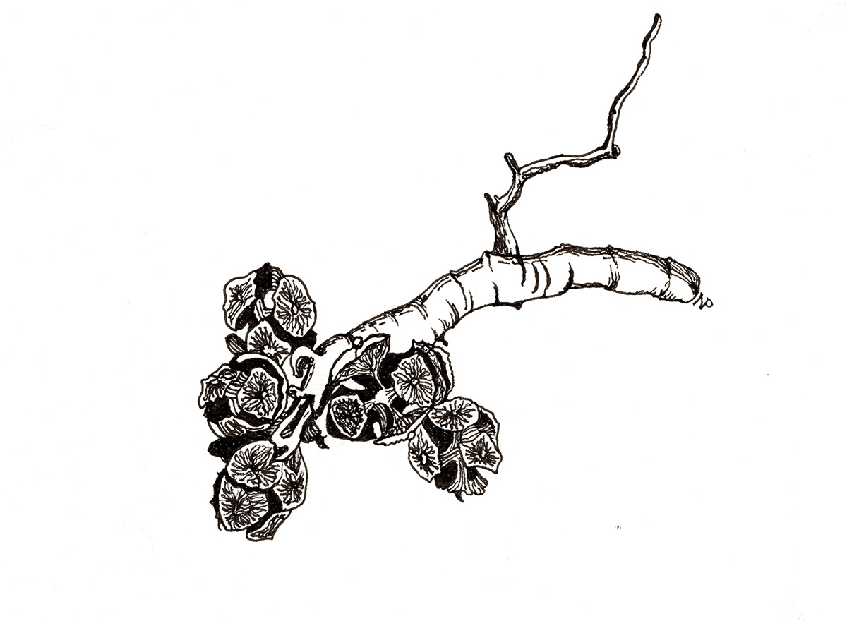 1200x880 Summer Sketches Ink Drawings On Pantone Canvas Gallery