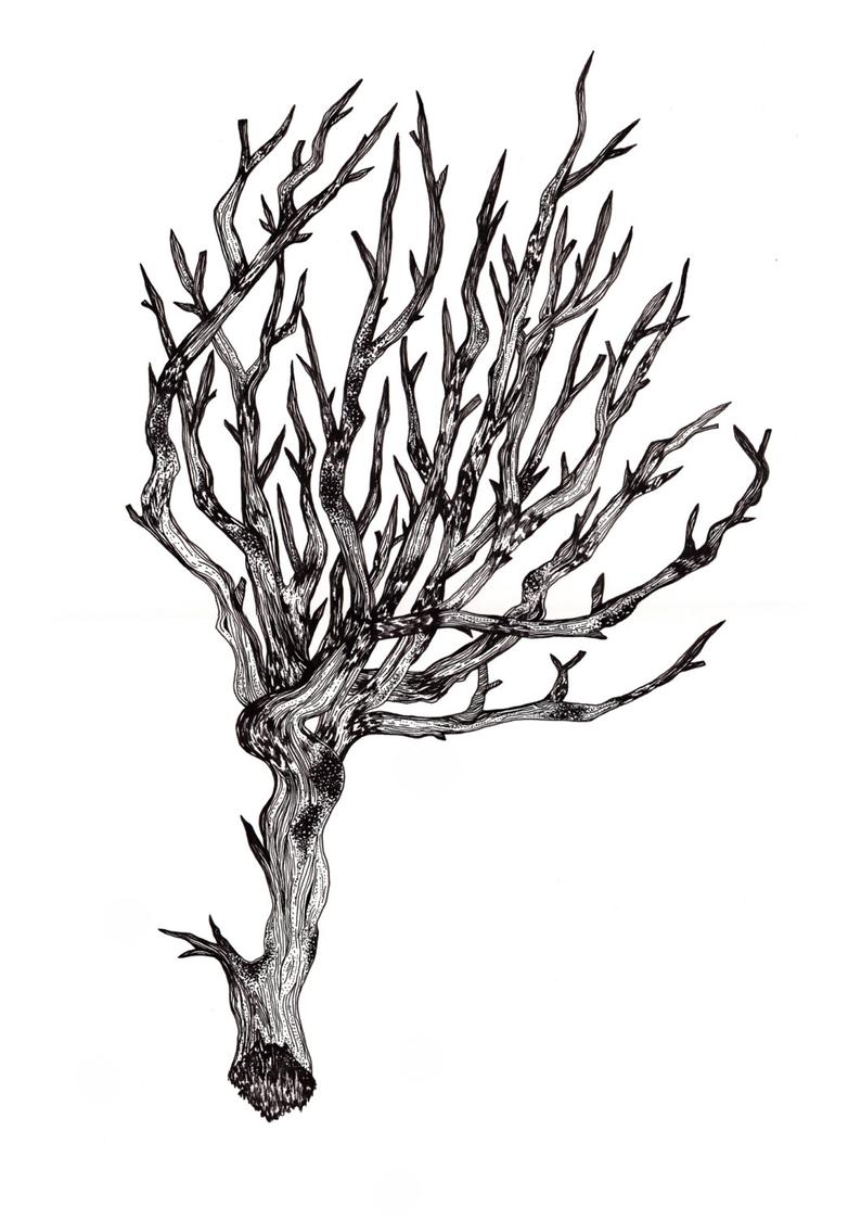794x1124 Tree Art Illustration Nature Tree Drawing Nature Ink Etsy