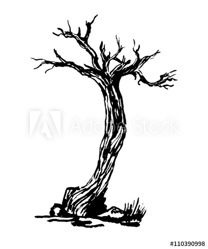 417x500 Drawing Old Dry Gnarled Tree Graphic Ink Isolate Sketch Vector