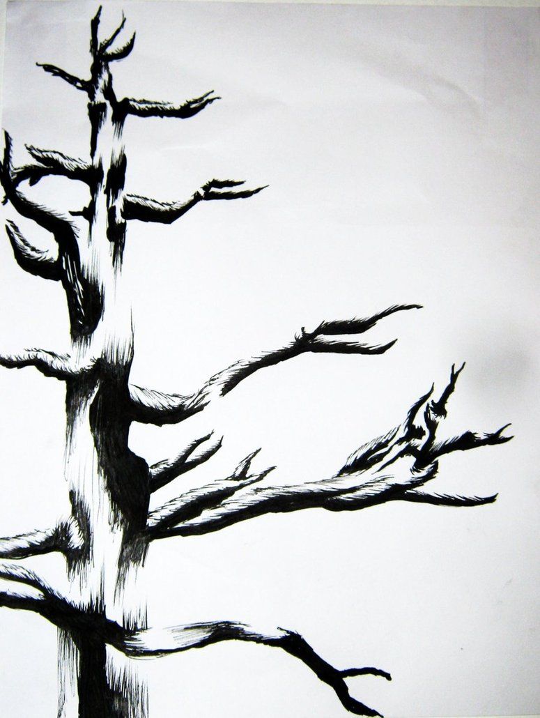 775x1030 Ink Drawings Tree Ink Drawing