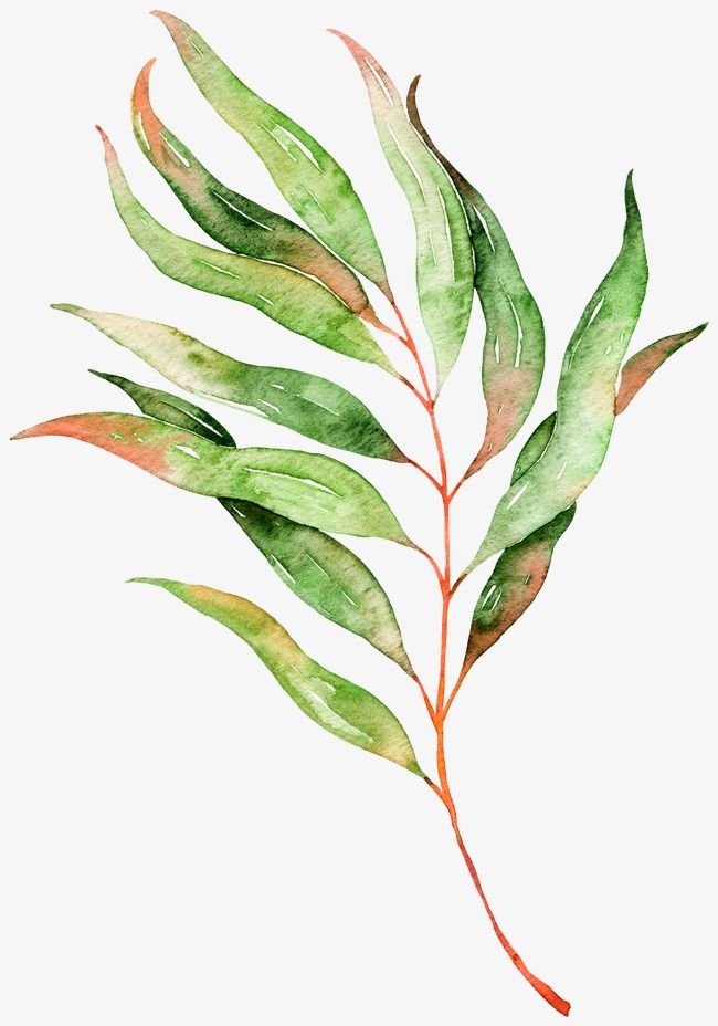 650x928 Leaves, Watercolor, Plant, Leaf Png Image And Clipart For Free
