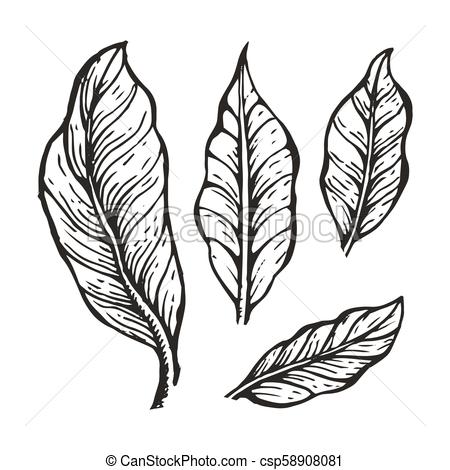 450x470 Coffee Tree Leaves Sketch Vector Illustration Coffee Tree Leaves