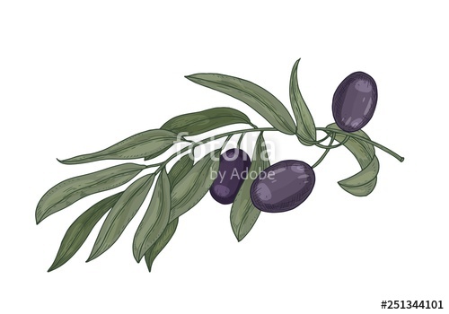 500x350 Detailed Botanical Drawing Of Olive Tree Branch With Leaves