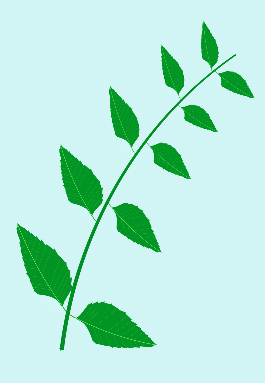 900x1300 Drawing, Plants, Leaf, Transparent Png Image Clipart Free Download
