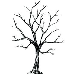 250x250 Line Drawing Of A Tree Without Leaves