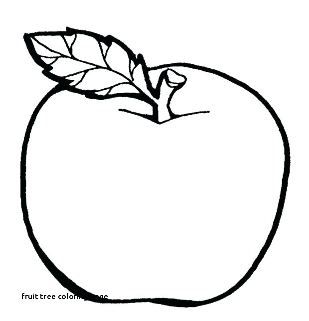 620x644 Tree Without Leaves Coloring