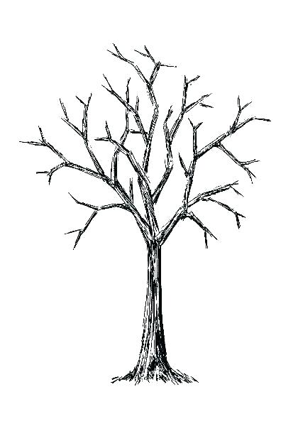 420x600 Tree Outline Image Image Family Tree Drawing Images