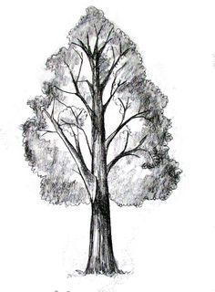 236x320 How To Draw A Tree