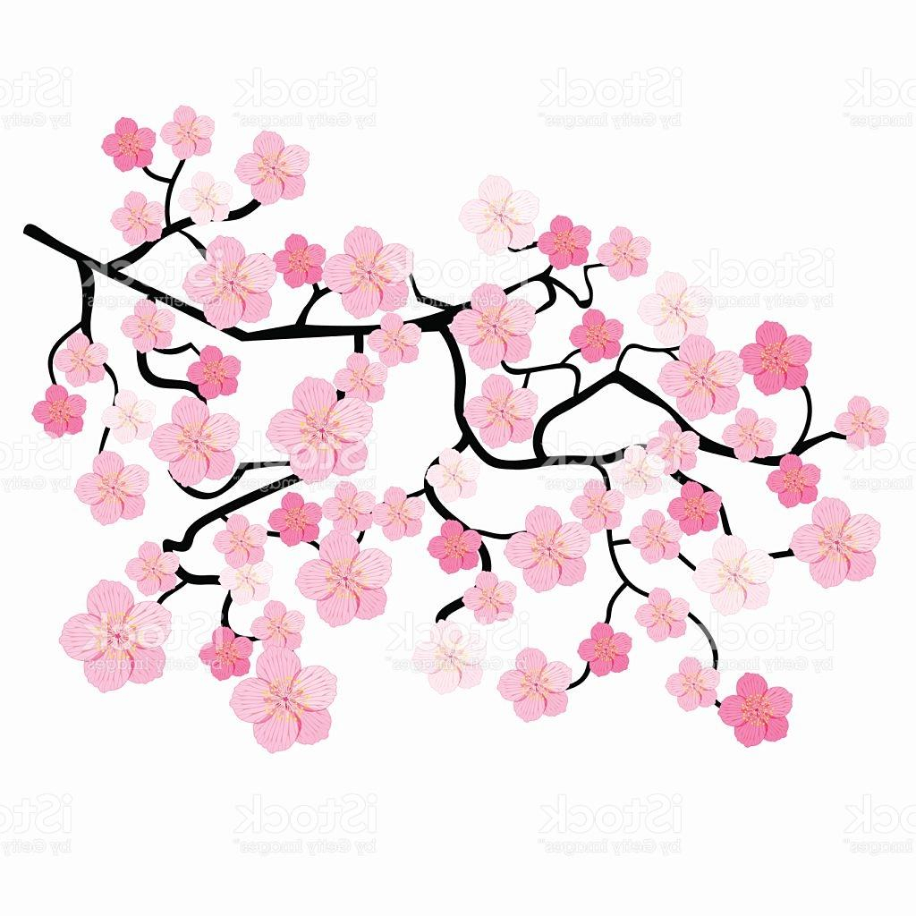 1024x1024 Cherry Blossom Pencil Drawing And Best Free Cherry Blossom Tree