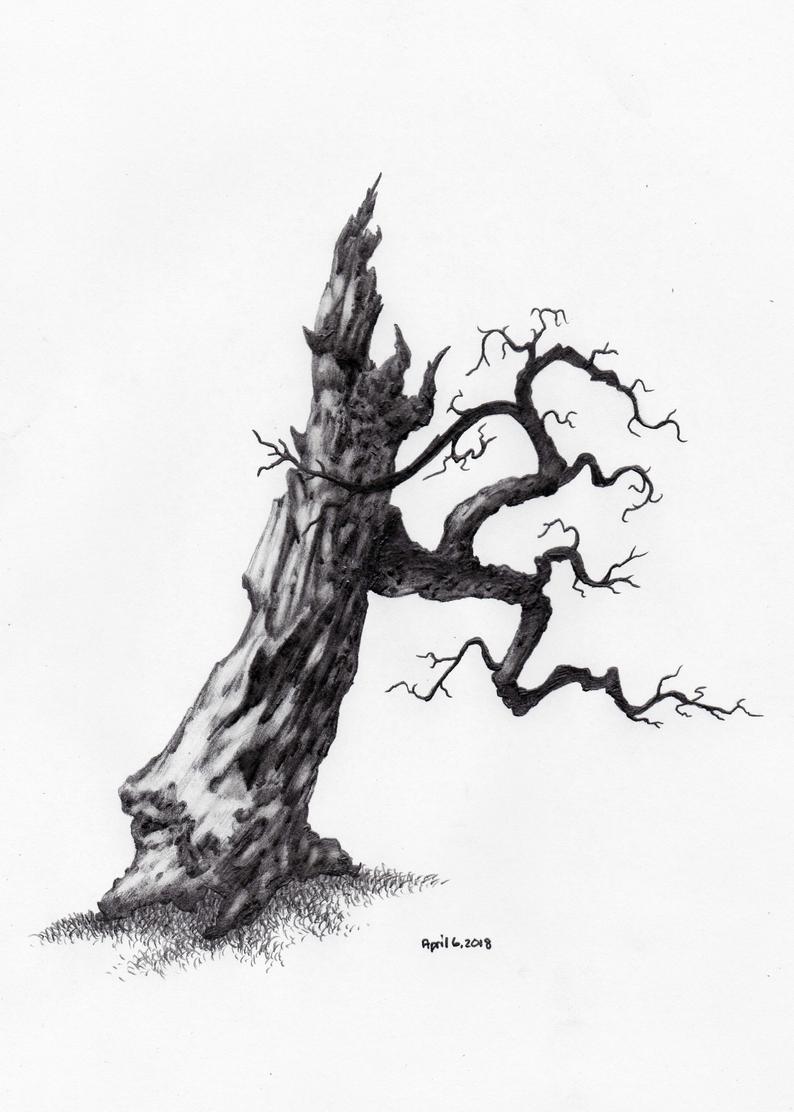 794x1112 Original Pencil Sketch Of Tree Part Of A Large Series Tree Etsy