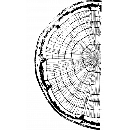 456x456 Tree Ring Stamp Graphic