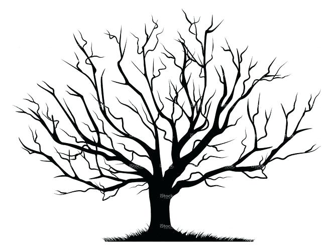 665x490 outline of a tree with branches tree branches outline drawing