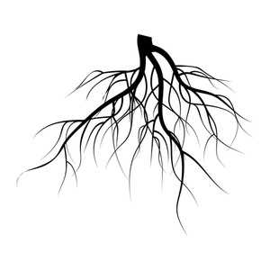 300x300 Tree Roots Royalty Free Vectors