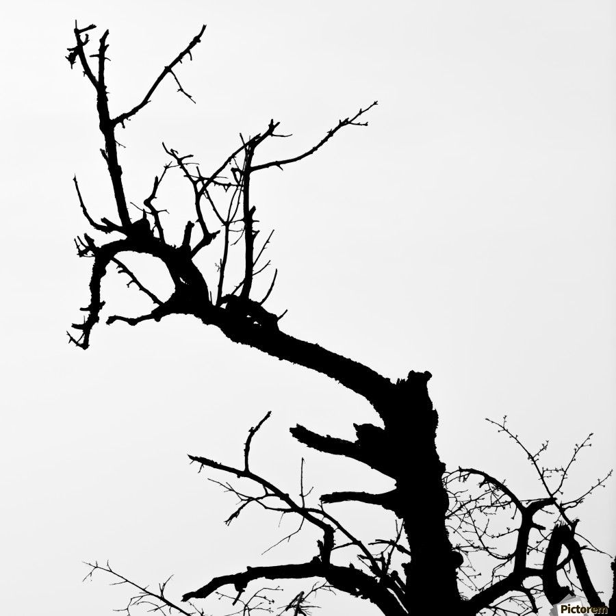 900x900 Shadow Of The Tree