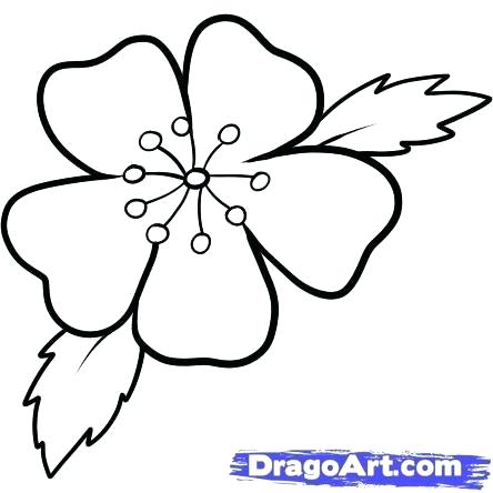 444x444 Cherry Blossoms Drawing Cherry Blossom Drawing Outline Creative