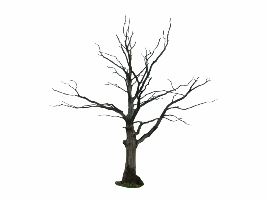920x688 Dead Tree