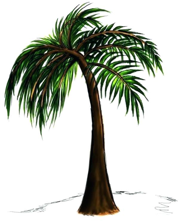 600x741 Drawing Palm Trees Step
