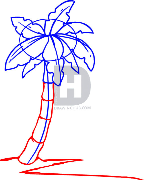 585x714 How To Draw A Palm Tree, Step