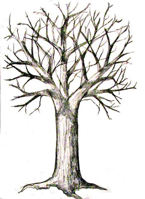 484x660 How To Draw A Tree
