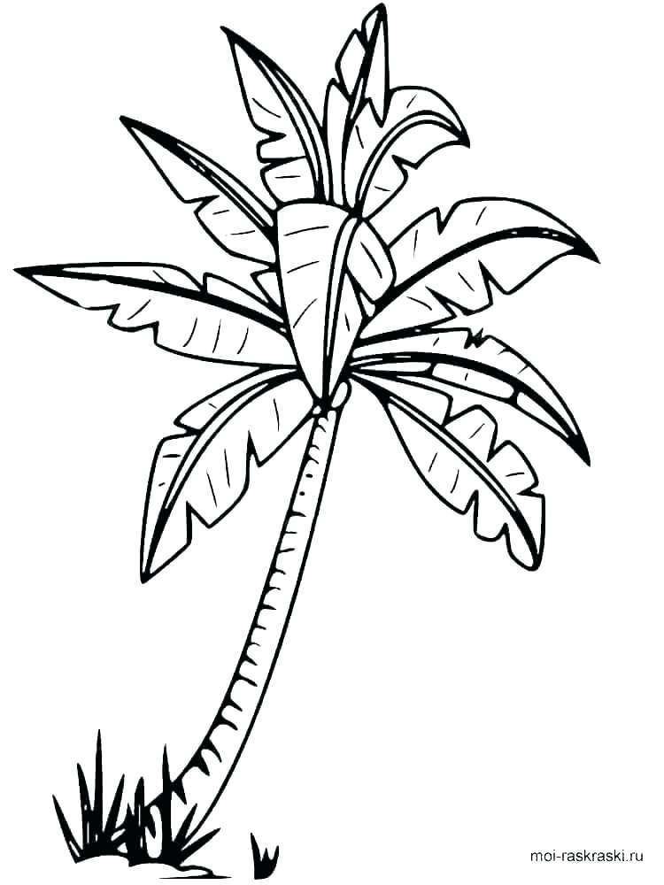 750x1000 Tree Color Sheet Coconut Coloring