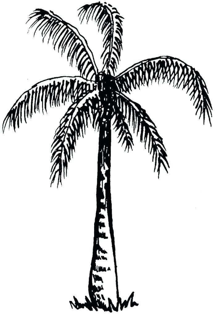 700x1024 Drawing Palm Tree How To Draw A Coconut Tree In Easy Steps Easy