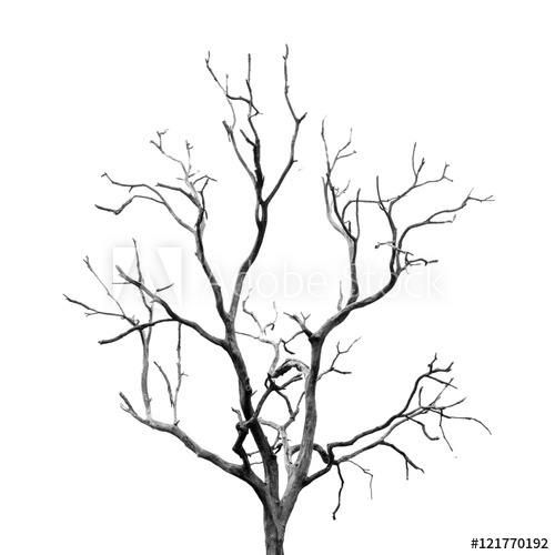 500x500 Dead Tree Without Leaves