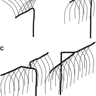 320x320 Three Different Trellis Systems In This Experiment A, Modified T
