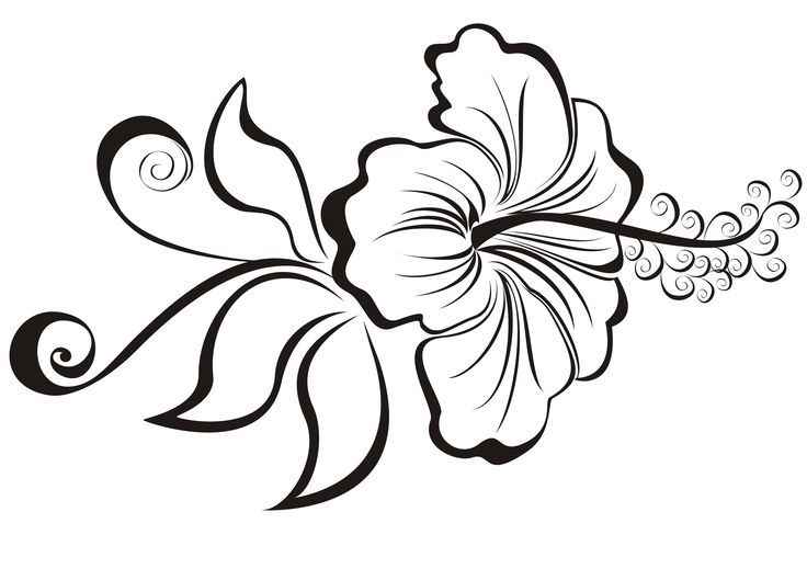 736x519 Hibiscus Drawing Tribal For Free Download